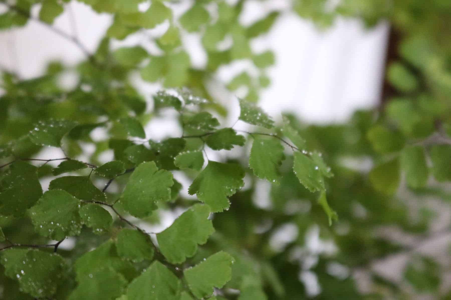 how to keep your maidenhair fern alive