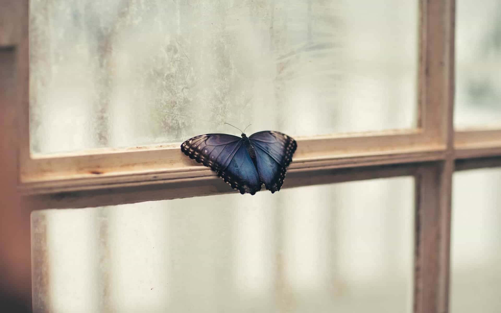 self sabotaging behaviours. Photo of blue butterfly trapped inside on window ledge.